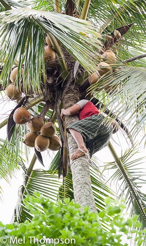 climbing palm